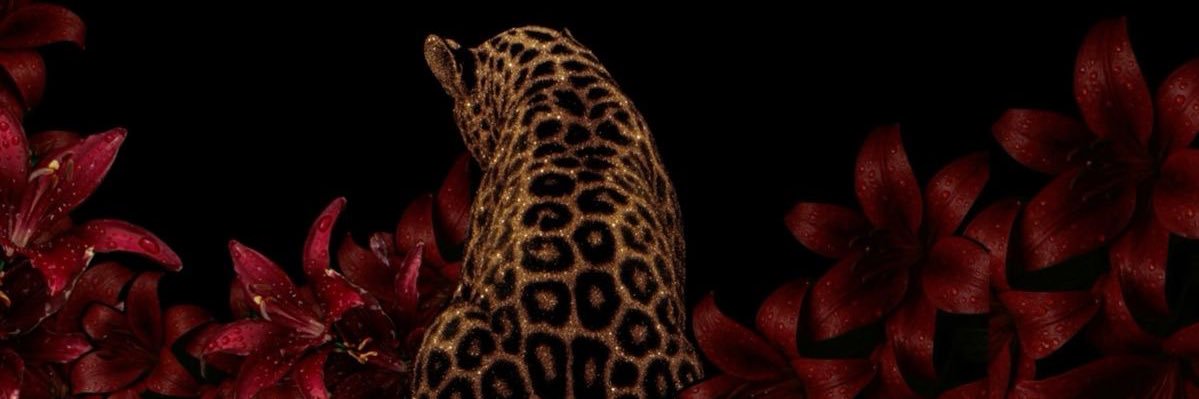 𝑺𝒌𝒚𝒂𝒓𝒊 banner