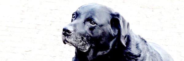 Tracezeus Profile Banner