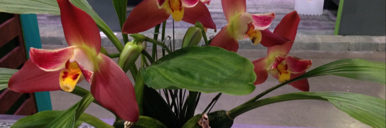 MikeDunigan4's profile banner image