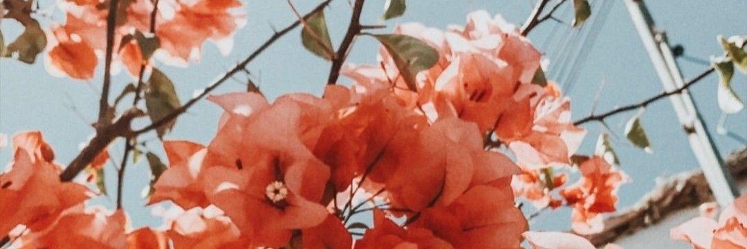 FlorFarias05_'s profile banner image