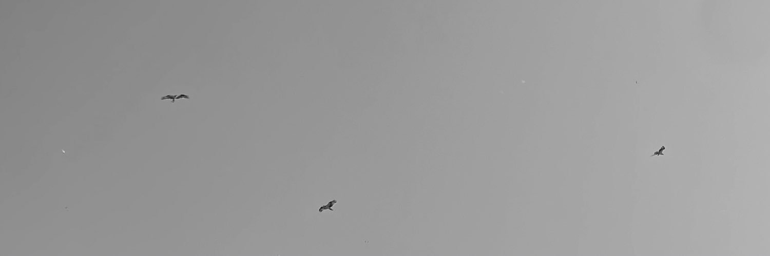 slow_movements's profile banner image