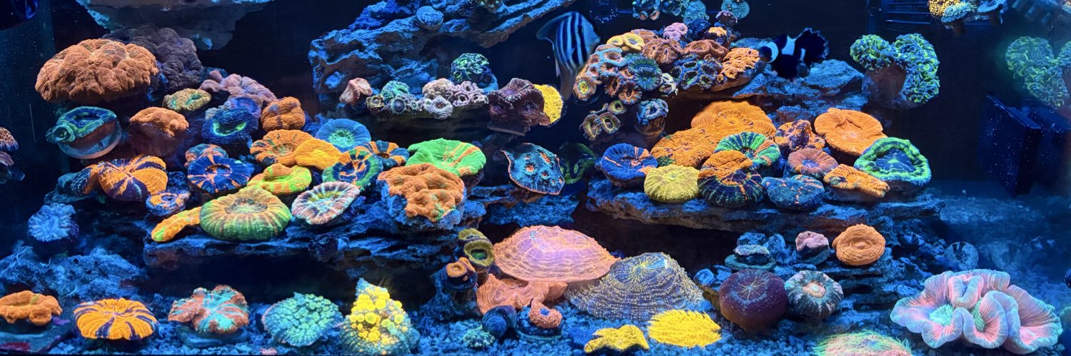 Koo_reef's profile banner image