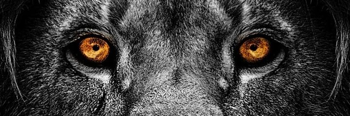 Nomsy banner