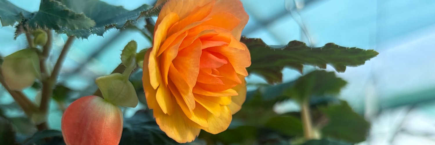 MountFolly's profile banner image