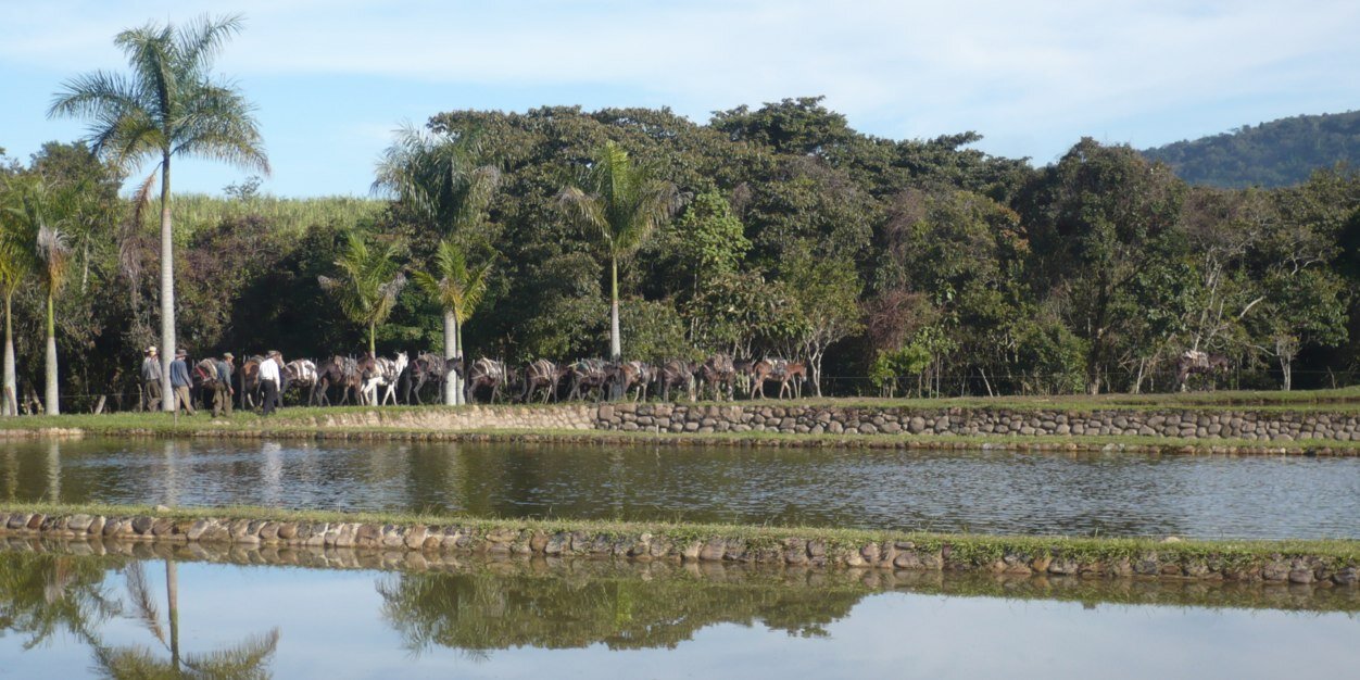 loslagostogui's profile banner image