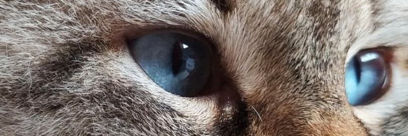 HelenaMurder's profile banner image