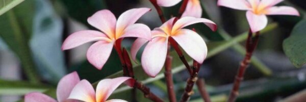 RoseyNadima Profile Banner