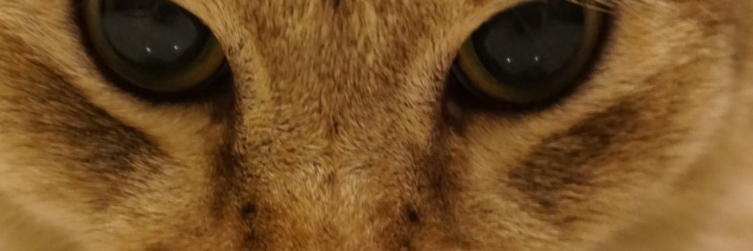 zhrdila's profile banner image