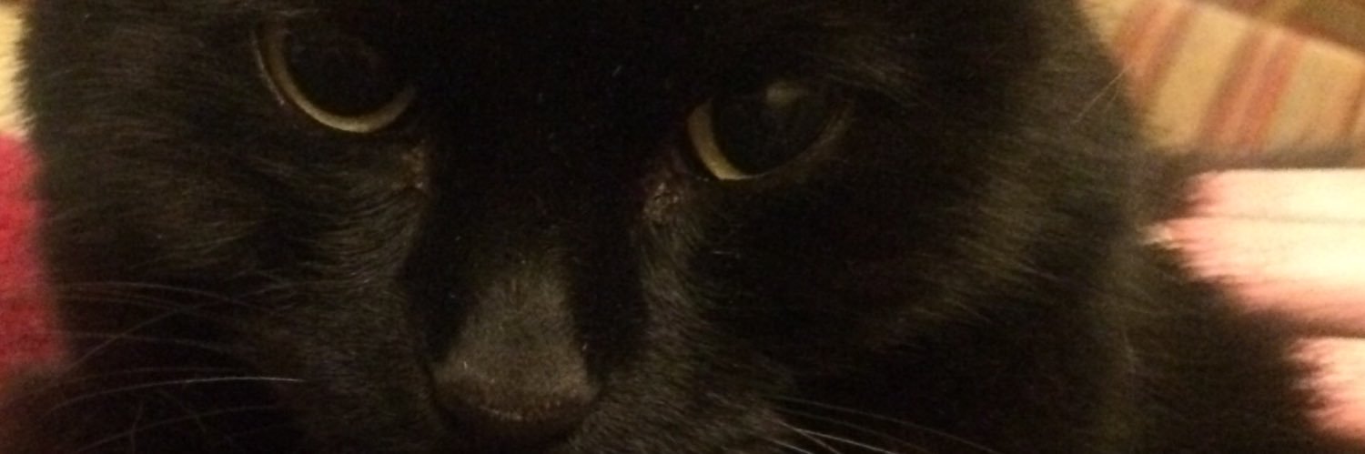 CatsRemainEU's profile banner image