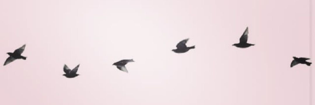 Noahspwr's profile banner image
