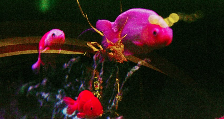 miraclecowboy's profile banner image