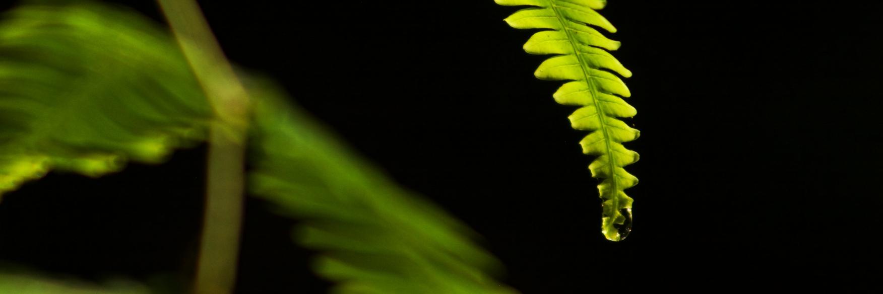 Marión Briancesco banner