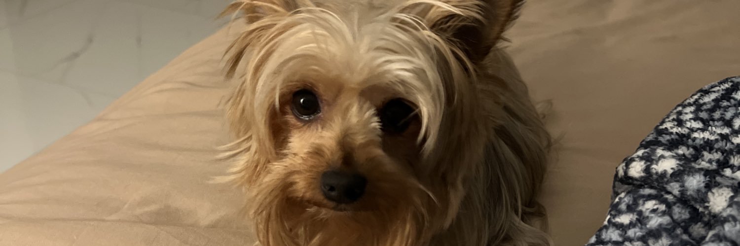 pollonatx's profile banner image