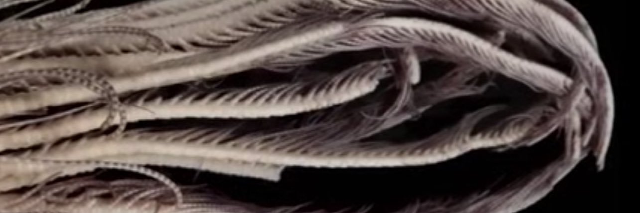sean dance 🥕 banner