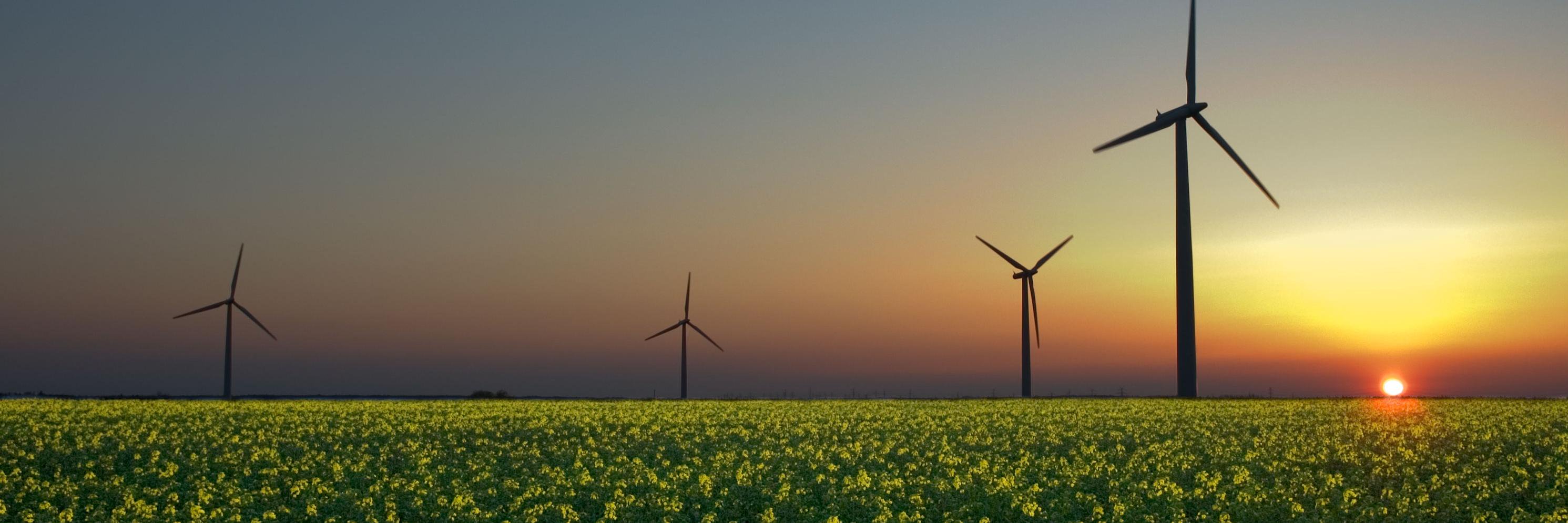 Eco Socialists banner