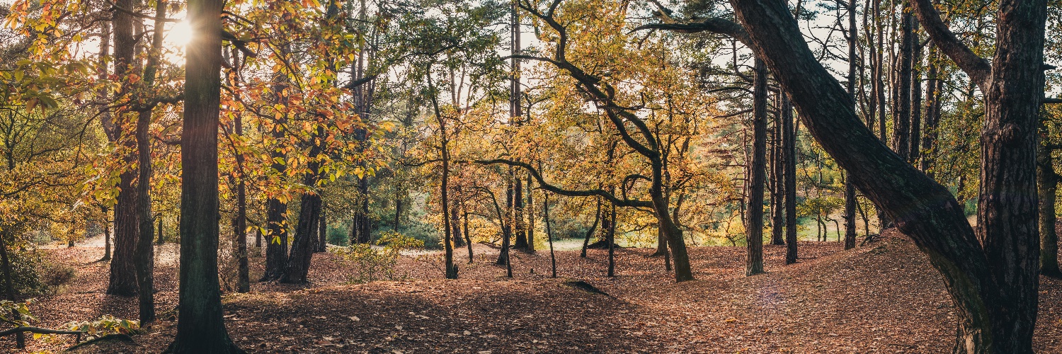 Lucas França, PhD (FIND ME ON bsky: @lfranca.uk) banner