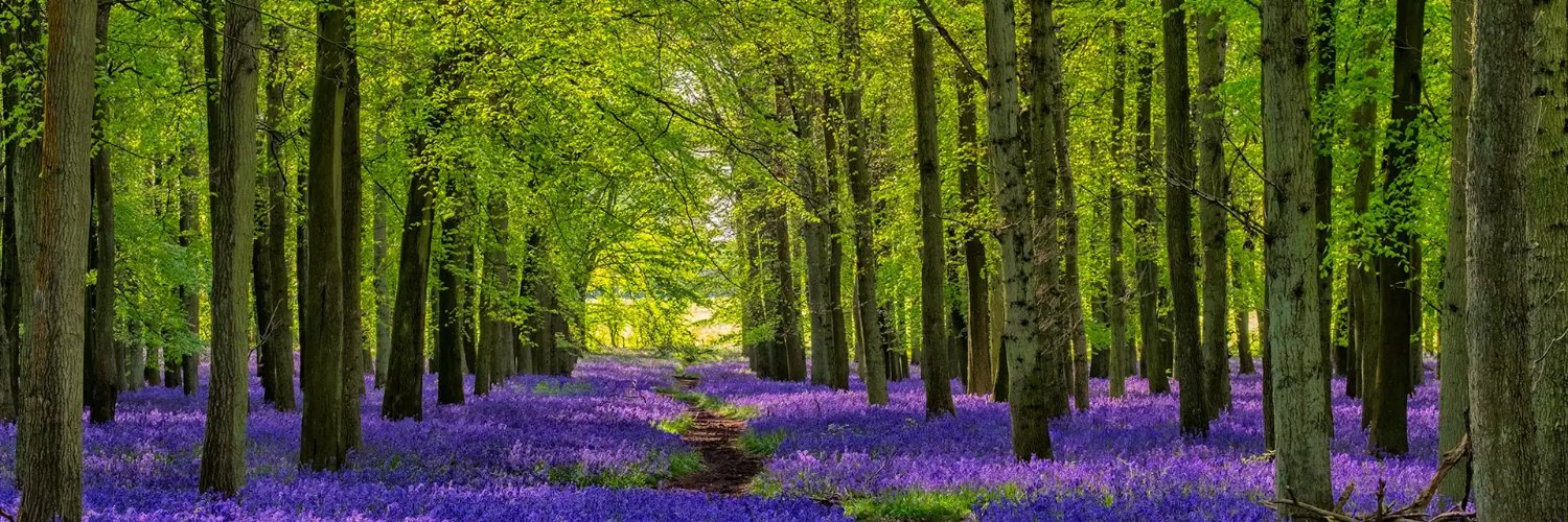 *Magda MSWMS #PYRA banner