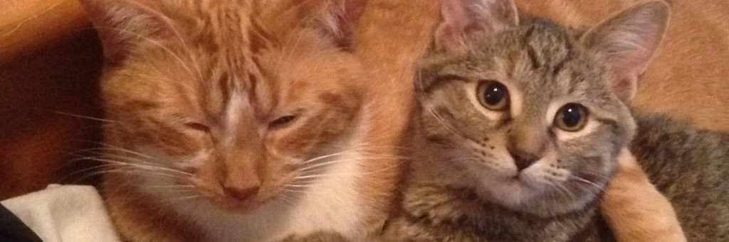 sweet_shauna's profile banner image