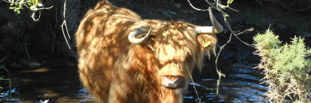 DIHatton's profile banner image