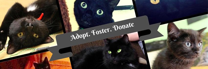 Street Cat Rescue banner