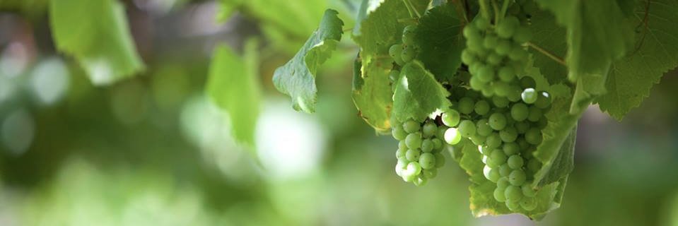 Castro de Balar banner