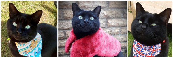 PushkinPanfur Profile Banner