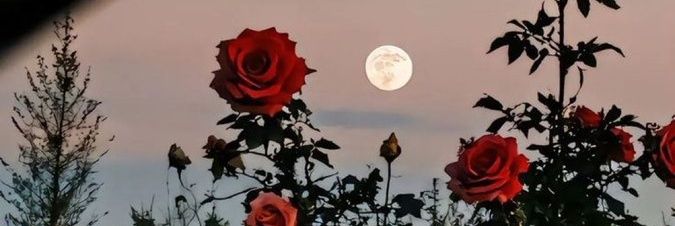 🦋εїз Daye εїз🦋 banner