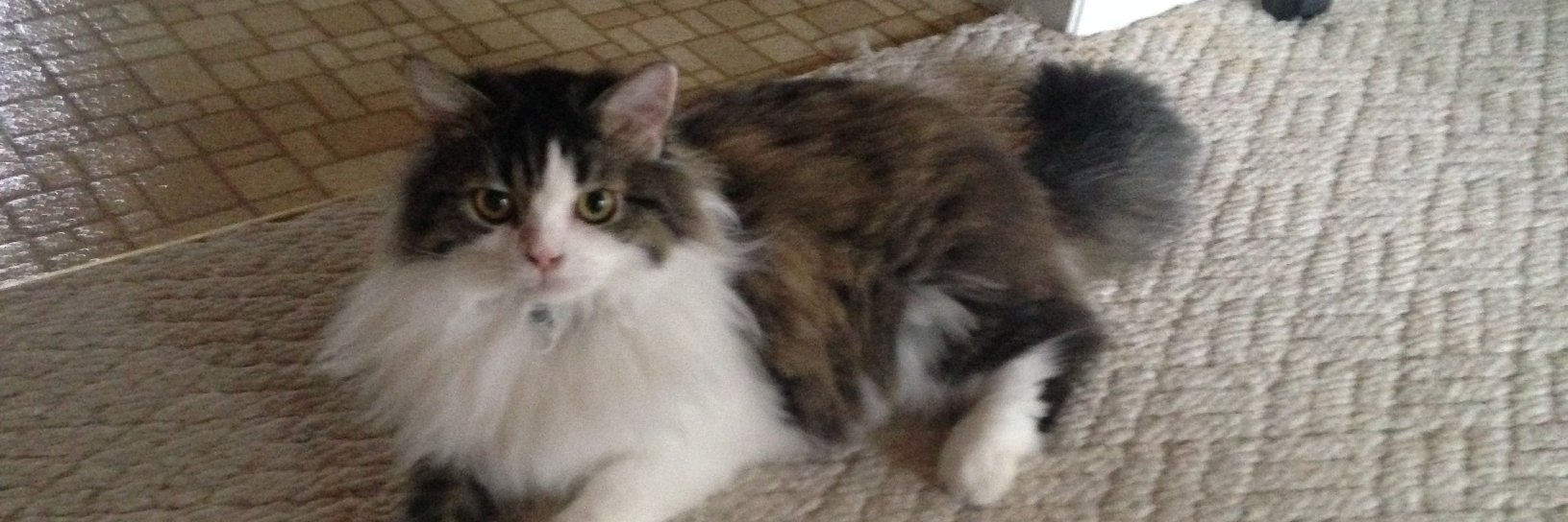 Grumpy Gen-X Cynic 🇺🇦 banner