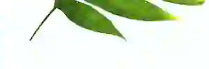 fizzalakhani's profile banner image