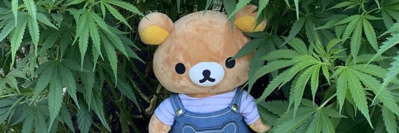 heIIokiwi's profile banner image