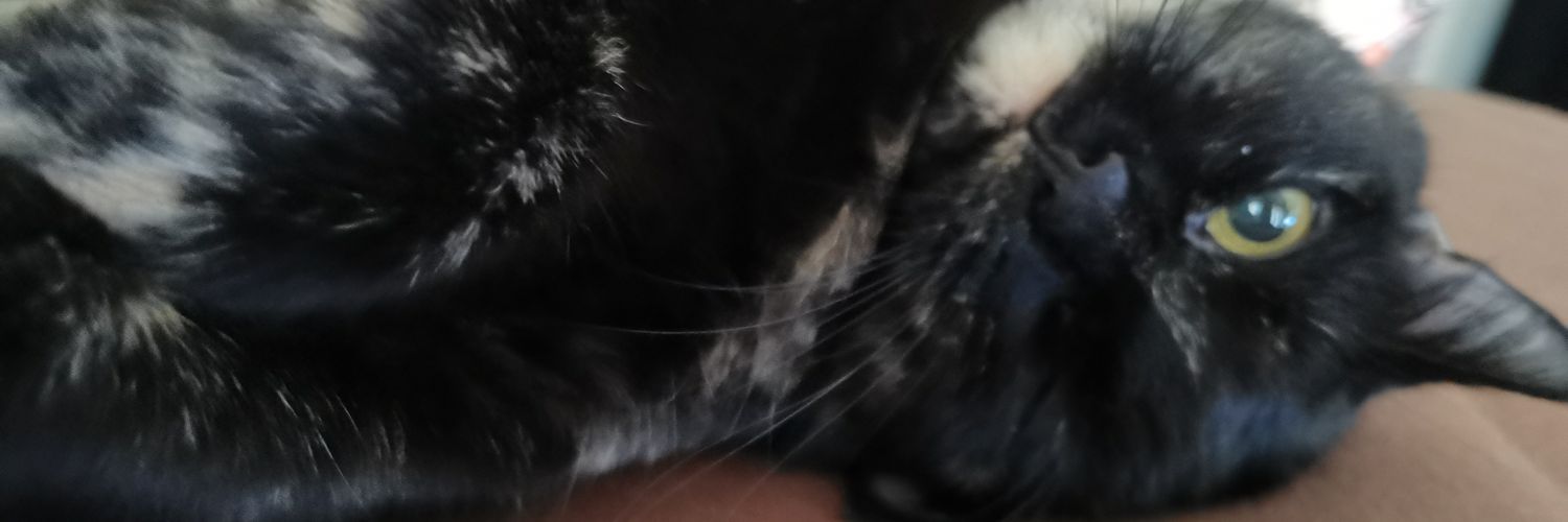 Ripimini's profile banner image