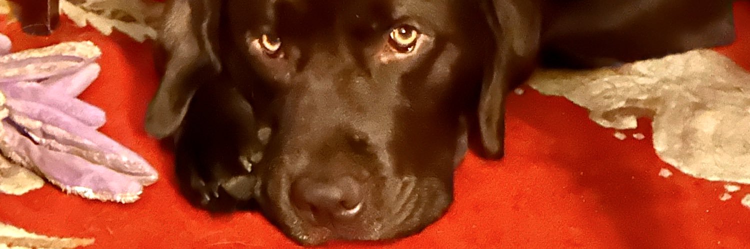 Grace Sokolow banner