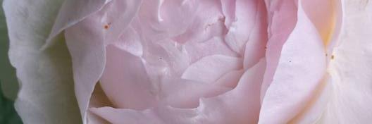 Calli's profile banner image