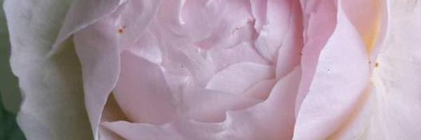 Calli Profile Banner
