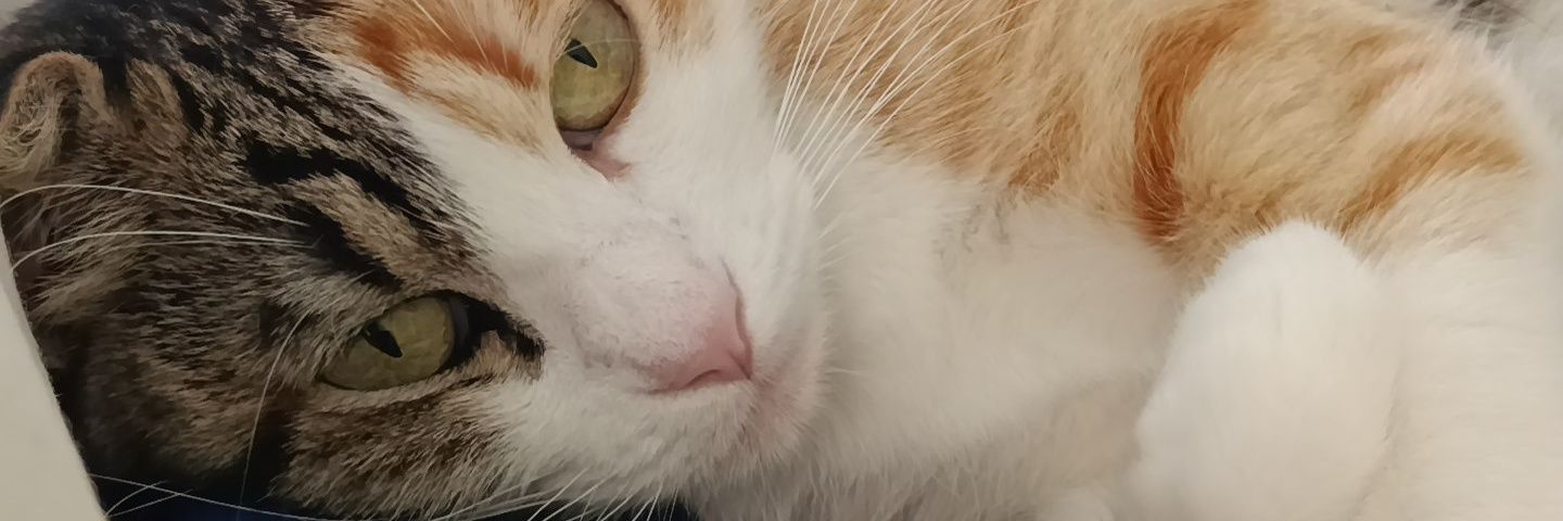 AlejandroRj99's profile banner image