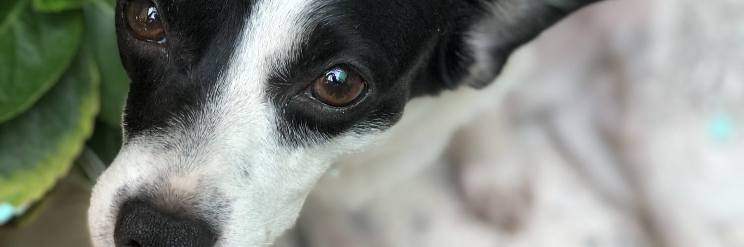 Yoteligio's profile banner image