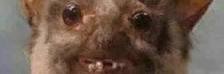 Jimmylemuscle's profile banner image