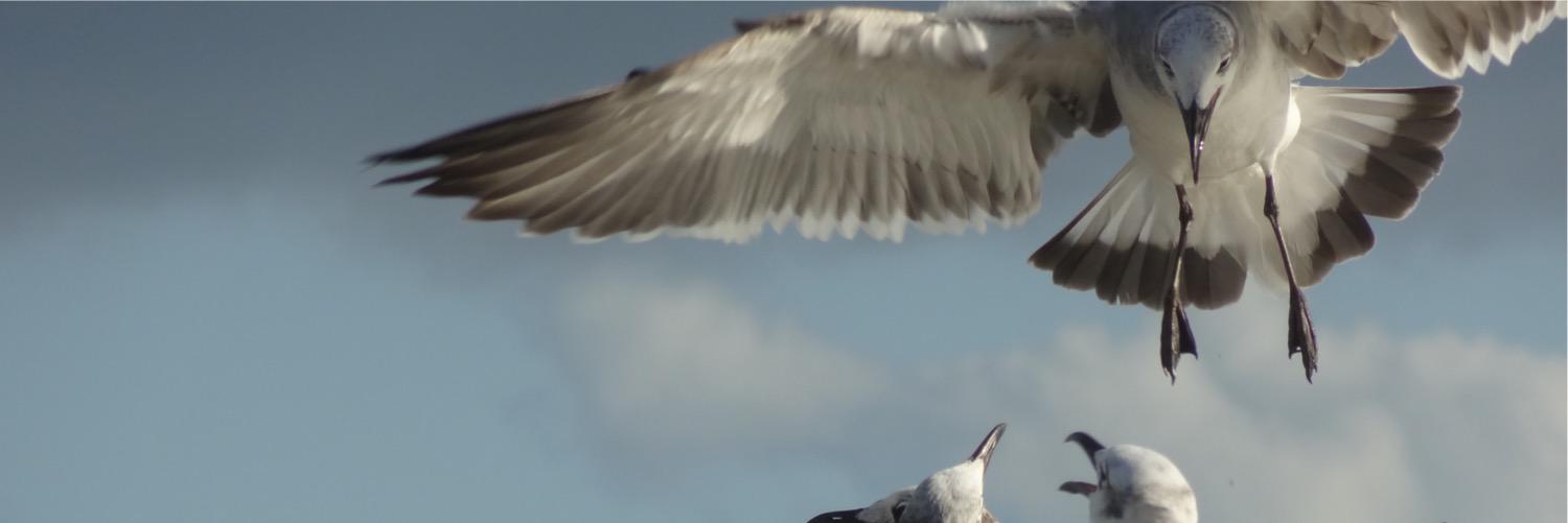 PerHakan's profile banner image