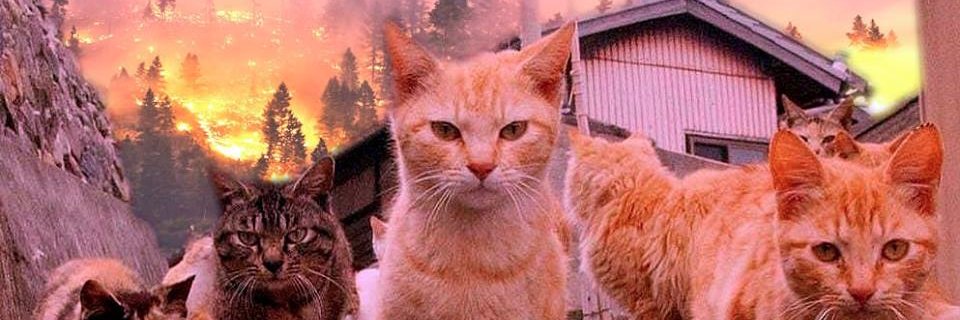 TopWolfTPM's profile banner image