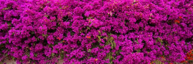 Lucifer Morningstar banner