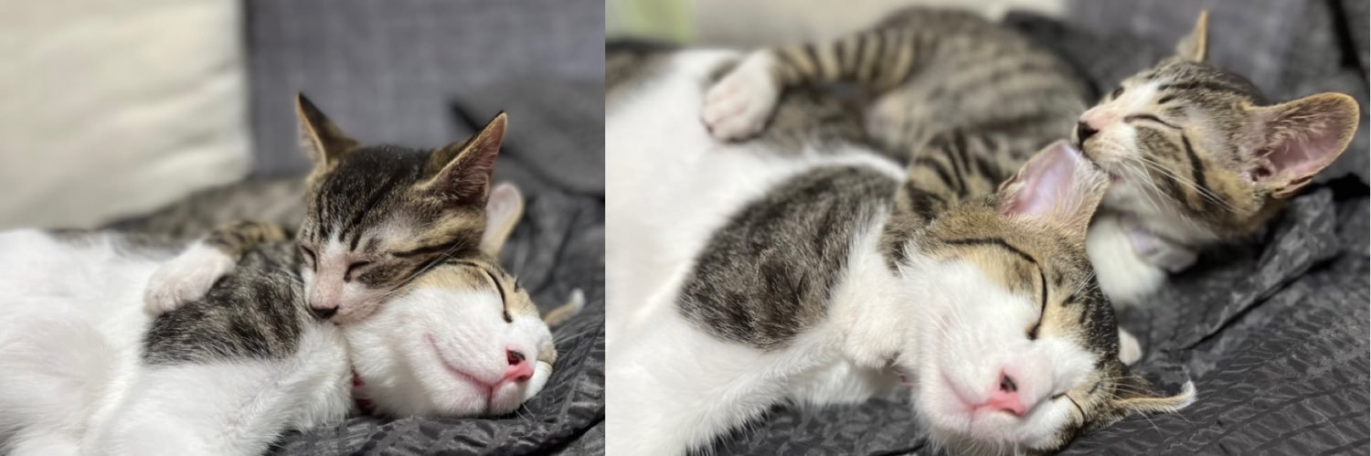 젤렝이의 하루 banner