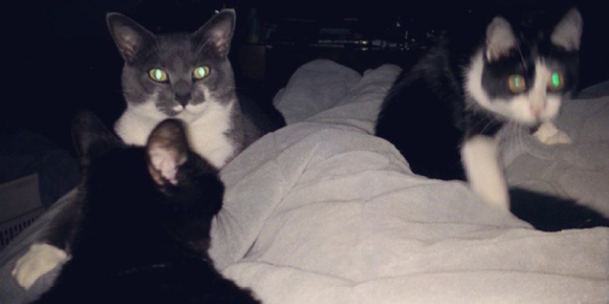 ItsChessieCat's profile banner image