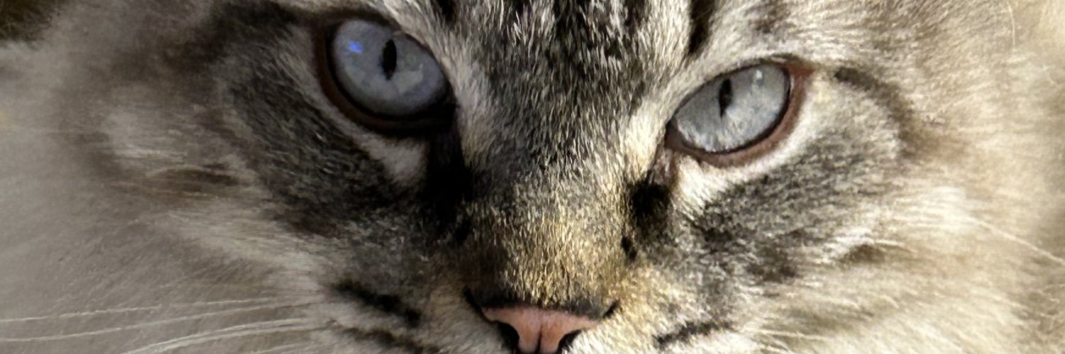 marimacias's profile banner image