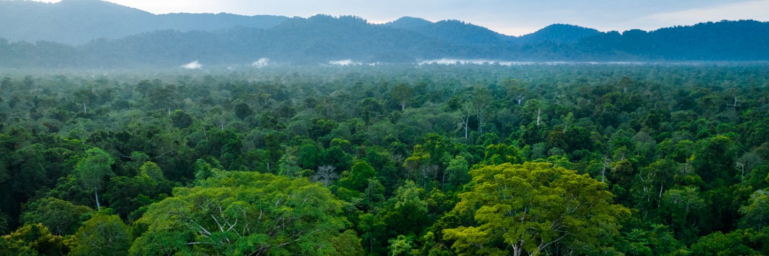 Rainforest Action Network (RAN) 🌴 Profile Banner
