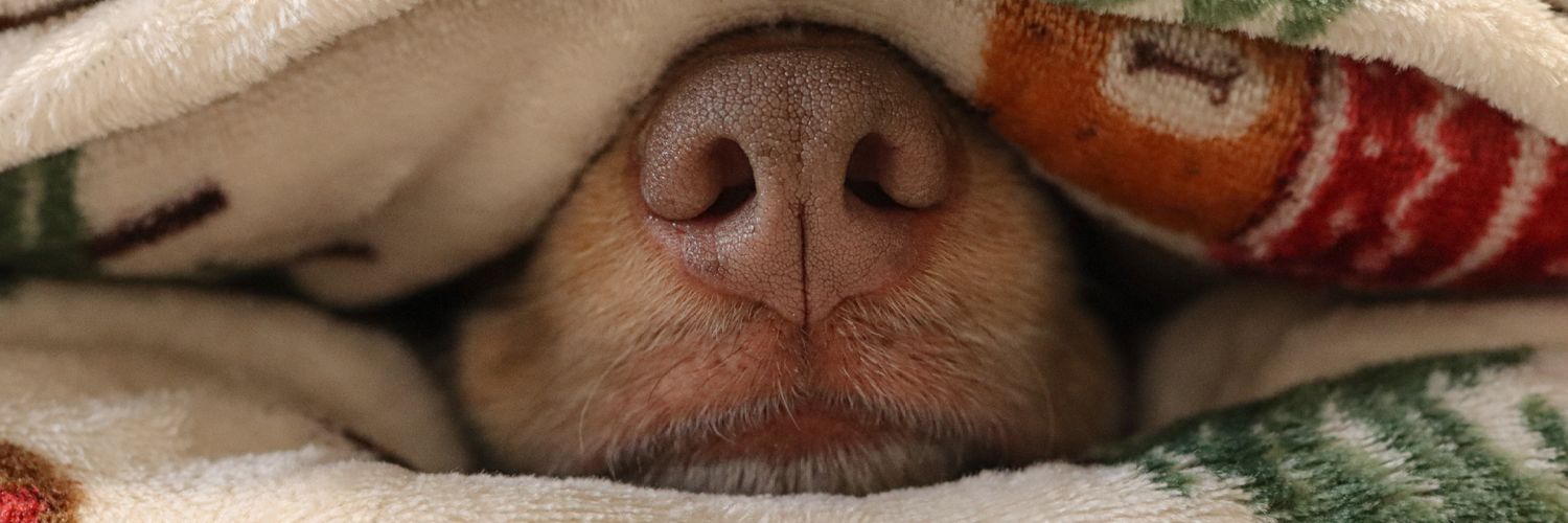 Chester & Crumble banner