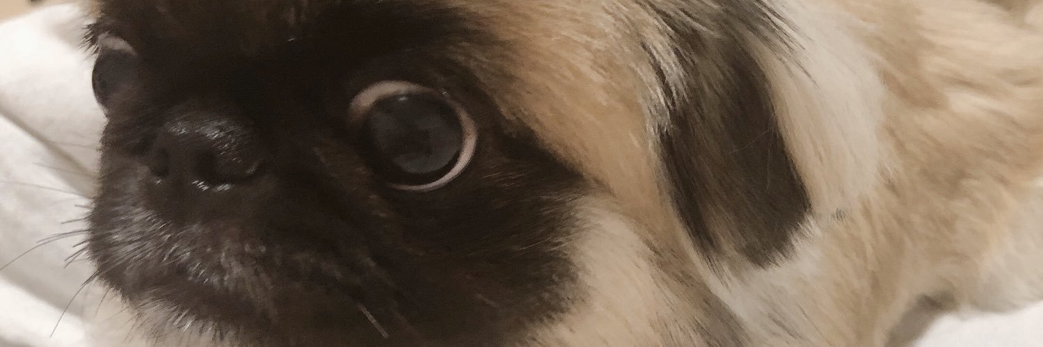 y_yppi's profile banner image