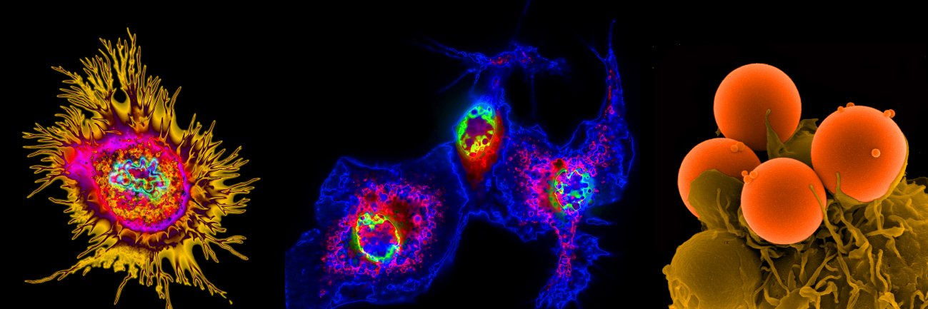 JennyStowLab banner