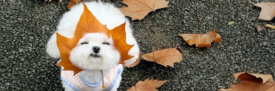 MylezKniffin's profile banner image