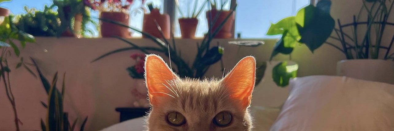 sherrythecat's profile banner image