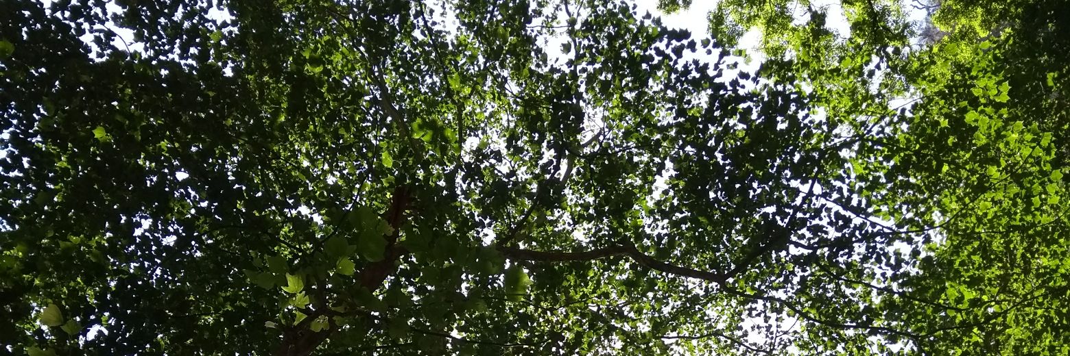 Guayabo_'s profile banner image